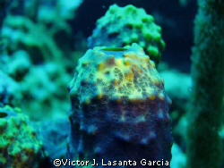 tube sponge at the star dive site in parguera wall!! by Victor J. Lasanta Garcia 